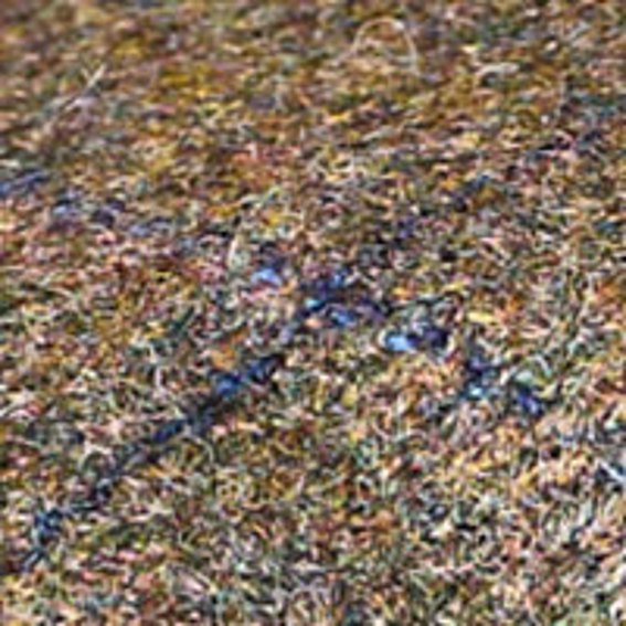 Olive/Navy Tweed